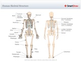 Human_Skeletal_Structure