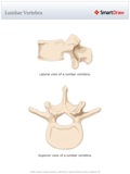 Lumbar_Vertebra