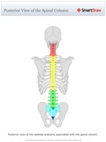 Posterior_View_of_the_Spinal_Column