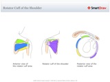 Rotator_Cuff_of_the_Shoulder