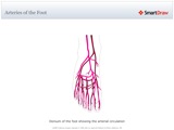 Arteries_of_the_Foot
