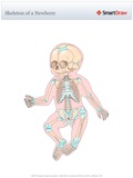 Skeleton_of_a_Newborn