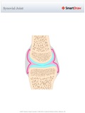 Synovial_Joint