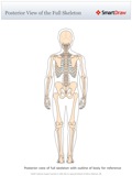 Posterior_View_of_the_Full_Skeleton