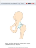 Posterior_View_of_the_Right_Hip_Joint