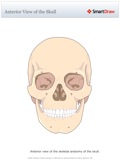 Anterior_View_of_the_Skull