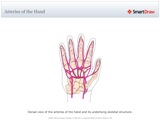Arteries_of_the_Hand