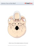 Inferior_View_of_the_Skull