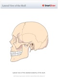 Lateral_View_of_the_Skull