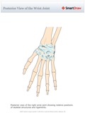 Posterior_View_of_the_Wrist_Joint