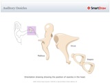 Auditory_Ossicles