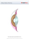 Ciliary_Body_of_the_Eye