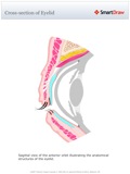 Cross-section_of_Eyelid