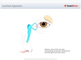 Lacrimal_Apparatus
