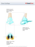 Nose_Cartilage