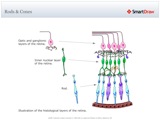 Rods_&_Cones