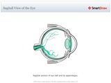 Sagitall_View_of_the_Eye