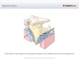 Superior_Sinus