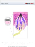Taste_Buds