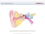 View_of_the_Inner_Ear