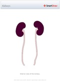 Kidneys