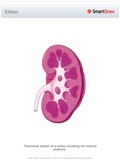 Kidney
