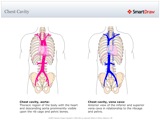Chest_Cavity
