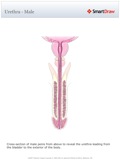 Urethra_-_Male