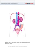 Urinary_System_and_Vessels