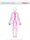 Circulatory_System_Arteries