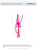 Collateral_Circulation_of_the_Knee