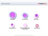 Erthyropoiesis