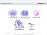 Platelet_Formation