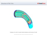 Structure_of_the_Vein