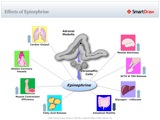 Effects_of_Epinephrine