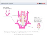 Parathyroid_Glands