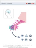 Anterior_Pituitary