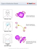 Types_of_Endocrine_Glands