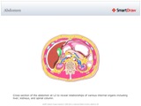 Abdomen