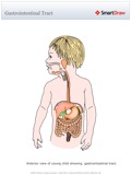 Gastrointestinal_Tract
