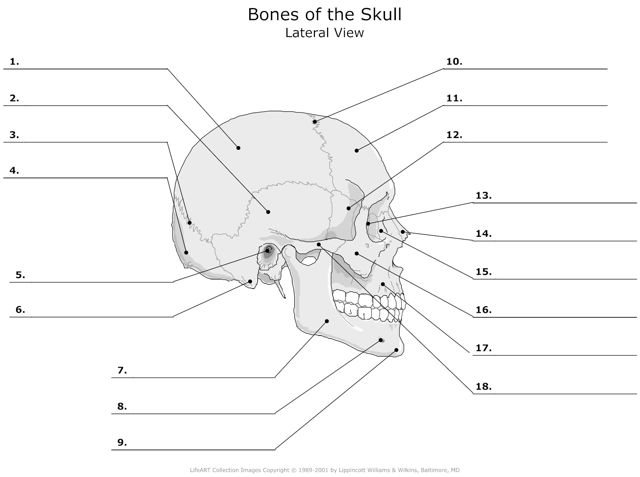 Bones_of_the_Skull Lateral_View