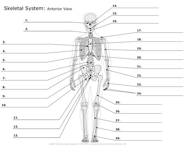 Skeletal_System Anterior_View