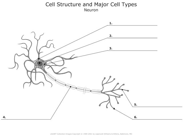 Neuron