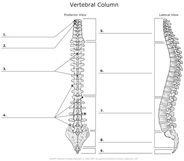 Vertebral_Column
