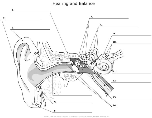 Hearing_and_Balance