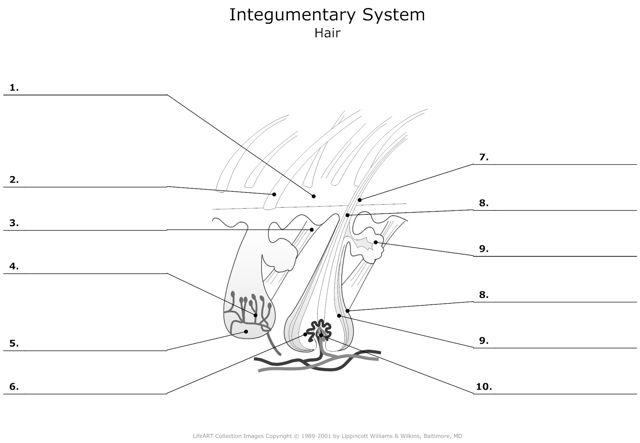 Integumentary_System Hair