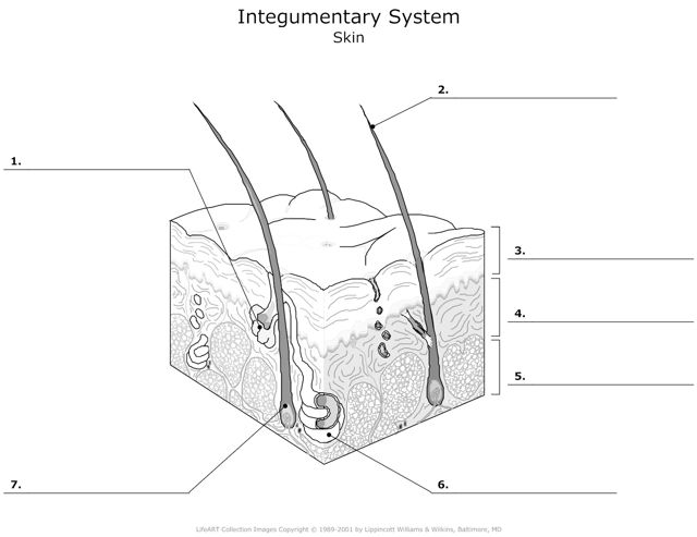 Integumentary_System Skin