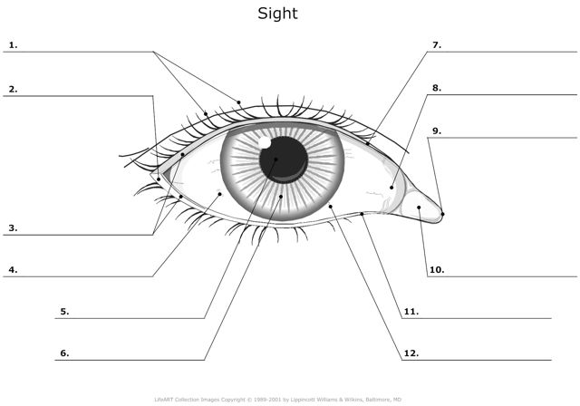 Sight