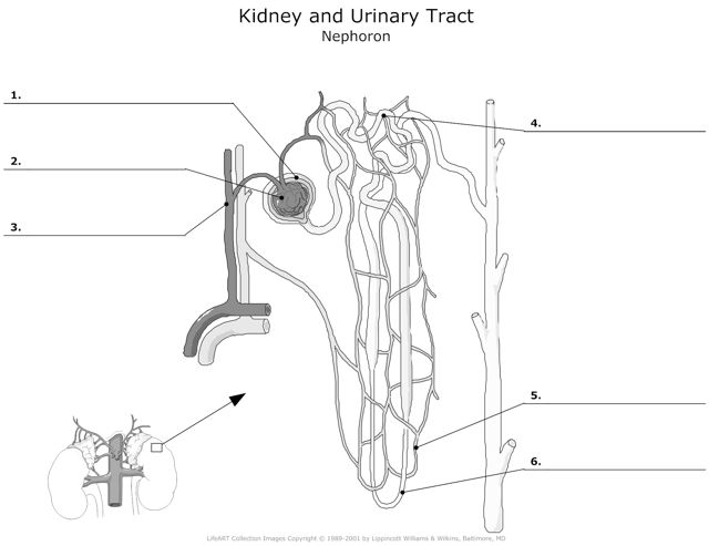 Kidneys_and_Urinary_Tract Nephron