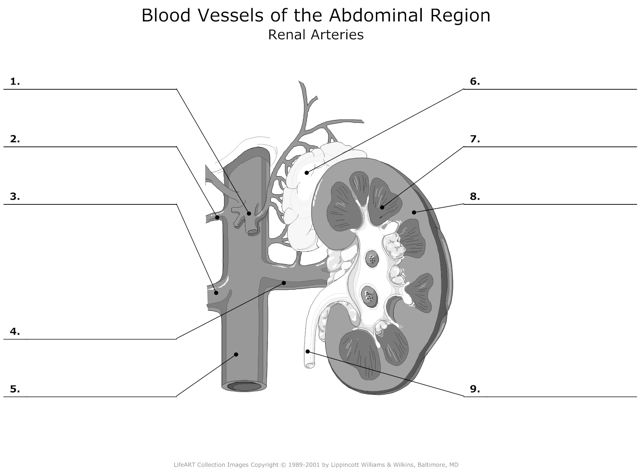Renal_Arteries